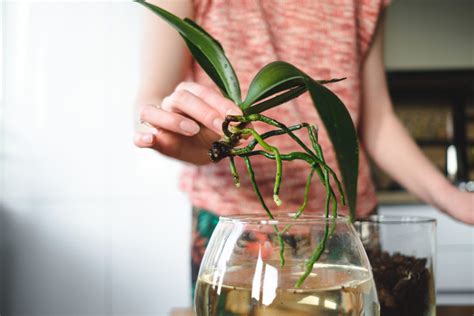 good morning orchid|How to Care for Orchids